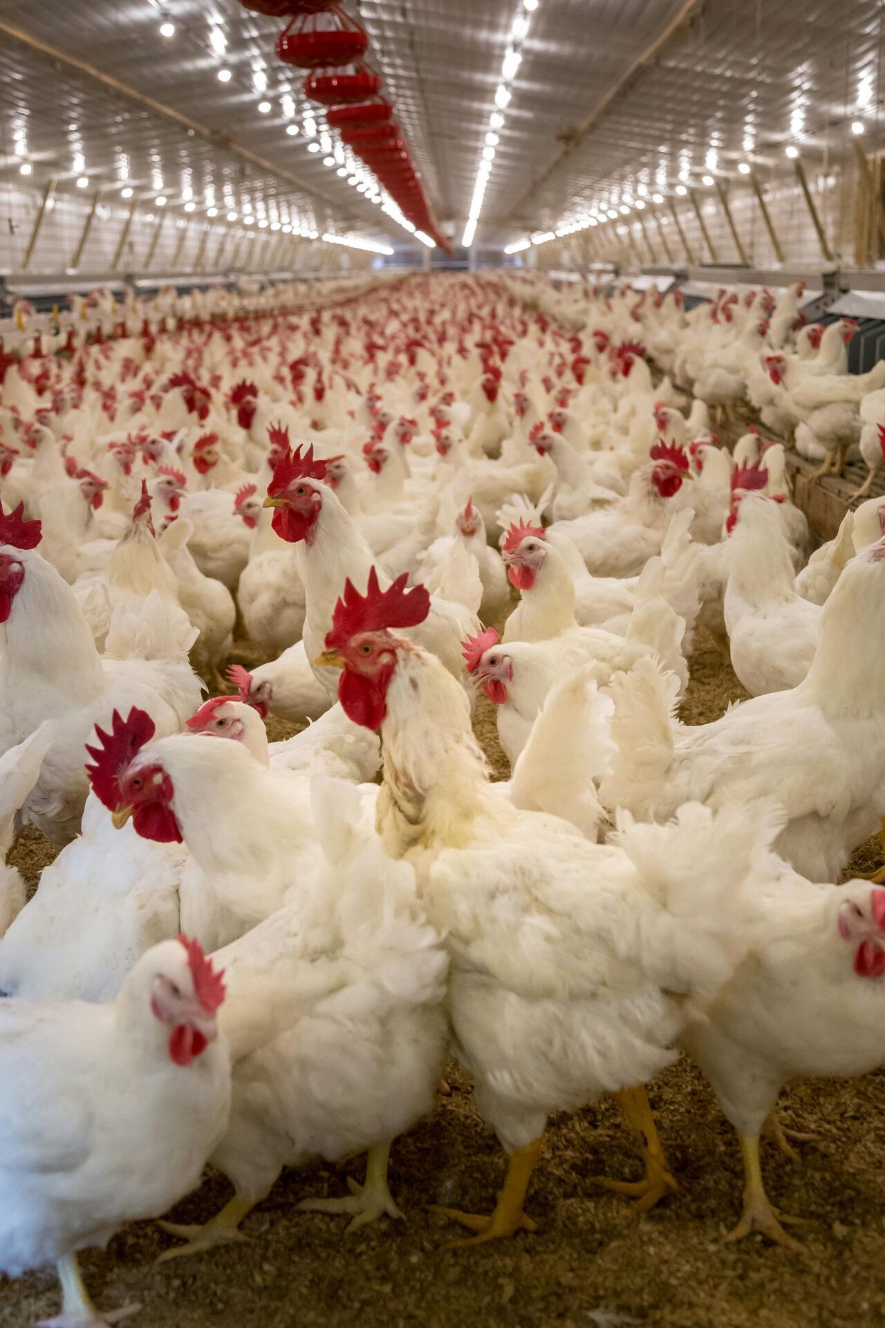 agriculture - TC Consulting